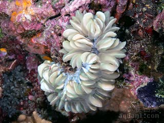  Plerogyra sinuosa 泡囊珊瑚  息肉收缩状态