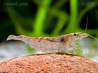 Neocaridina davidi 戴氏新米虾