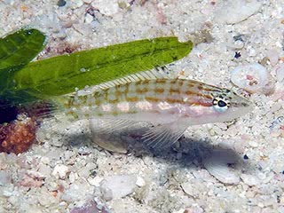 加州鳄 Serranus tigrinus 虎纹鮨 幼鱼 体呈白色带暗红色斑纹