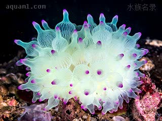 奶嘴海葵 Entacmaea quadricolor 樱蕾篷锥海葵[暂]  末端成紫色或紫红色，商品名一般会加上“紫点”的前缀