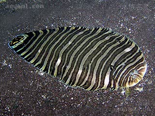 Pleuronectiformes Zebrias zebra