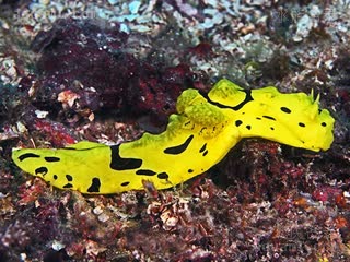 香蕉海牛 Notodoris minor 小背海牛[暂]  延展状态