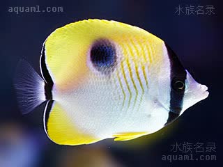 Chaetodon unimaculatus 单斑蝴蝶鱼