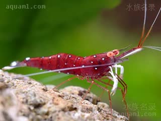 Caridina dennerli Caridina dennerli cv.'golden eyes'  (金眼白袜虾)