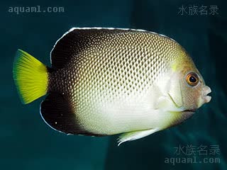 Apolemichthys xanthurus 黄褐阿波鱼