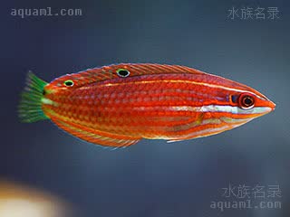 红线龙 Halichoeres biocellatus 双眼斑海猪鱼 幼鱼(1) 红色鲜艳，背鳍上有两个黑色眼斑