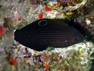 黑龙 Halichoeres marginatus 缘鳍海猪鱼 雌鱼 体呈褐色，两侧有深褐色窄纹，背鳍有圆斑，尾鳍半透明