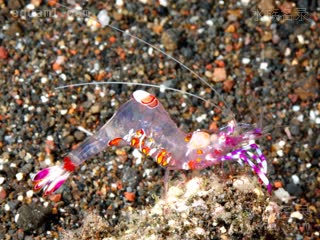 Ancylomenes Ancylomenes luteomaculatus