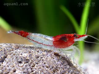 Neocaridina davidi Neocaridina davidi cv.'rili'  (红琉璃虾)