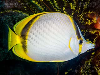 弯月蝶 Chaetodon selene 弯月蝴蝶鱼 成鱼 