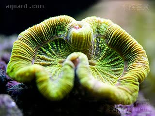 八字脑珊瑚 Trachyphyllia geoffroyi 高氏粗叶珊瑚  “触手”收拢状态