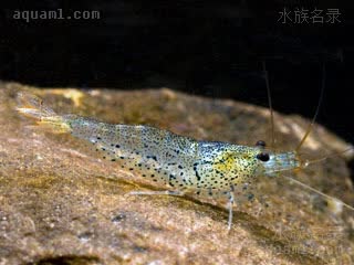  Caridina cantonensis 广东米虾  体色多变，采集自香港新界