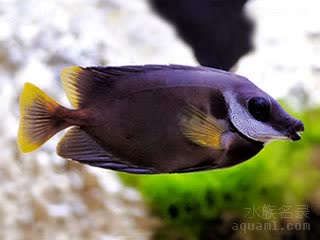 Siganus niger 黑蓝子鱼