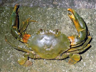 Portunidae Scylla paramamosain