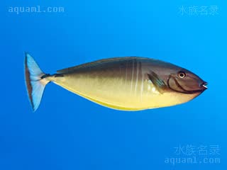  Naso hexacanthus 六棘鼻鱼 成鱼 