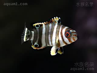 藩王 Choerodon fasciatus 七带猪齿鱼 仔稚鱼 