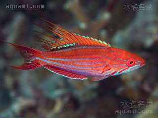 Paracheilinus filamentosus 月尾副唇鱼