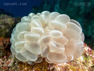  Plerogyra sinuosa 泡囊珊瑚  气泡表面有条状或网状纹路，一般被商家称作“蛇纹”品相