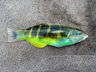 鞍背龙 Thalassoma jansenii 詹氏锦鱼  岸上体色