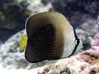 大溪地蝶 Chaetodon trichrous 三色蝴蝶鱼 幼鱼 