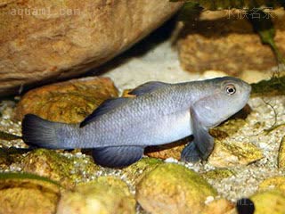  Mugilogobius sarasinorum 苏拉威西鲻鰕虎 雌鱼 