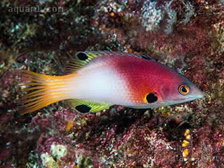 Bodianus axillaris 腋斑普提鱼