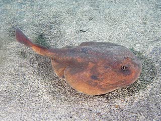 Torpediniformes Narke japonica