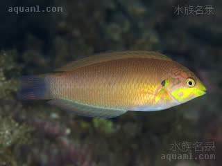 Macropharyngodon moyeri 莫氏大咽齿鱼