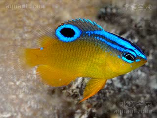 蓝点雀 Pomacentrus grammorhynchus 蓝点雀鲷 幼鱼(1) 