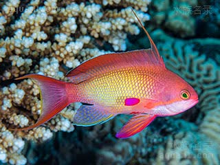 蓝眼海金鱼 Pseudanthias squamipinnis 丝鳍拟花鮨 雄鱼 各地区颜色差异较大，较雌性偏红，背鳍第三棘明显延长