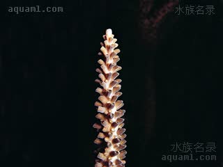  Acropora muricata 美丽鹿角珊瑚  局部特写