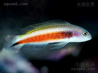 双纹草莓 Pseudochromis tonozukai 汤氏拟雀鲷 雌鱼 