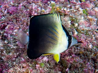 火炭蝶 Chaetodon blackburnii 勃氏蝴蝶鱼 幼鱼 