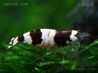 Caridina maculata 斑节米虾