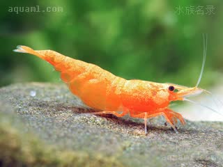 Neocaridina davidi Neocaridina davidi cv.'orange sunkist'  (香吉士米虾)