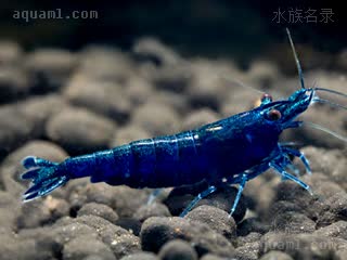 Neocaridina davidi Neocaridina davidi cv.'blue diamond'  (蓝钻石虾)