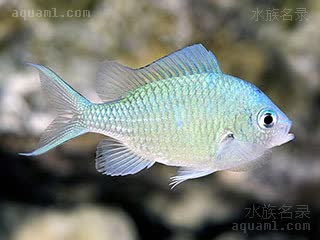 青魔 Chromis viridis 蓝绿光鳃鱼 幼鱼 幼体发色较淡