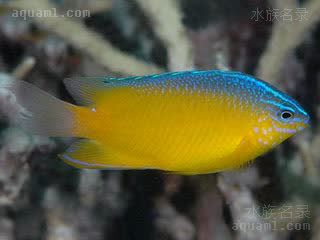 蓝点雀 Pomacentrus grammorhynchus 蓝点雀鲷 幼鱼(3) 