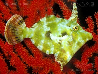 毛毛炮弹 Acreichthys tomentosus 白线鬃尾鲀 成鱼 