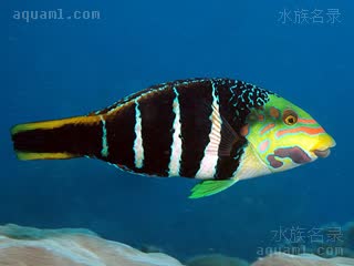 Hemigymnus Hemigymnus sexfasciatus