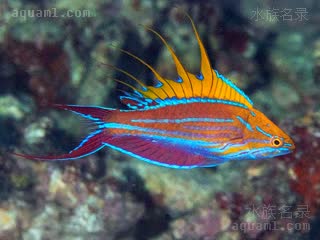 月尾快闪龙 Paracheilinus filamentosus 月尾副唇鱼  雄鱼繁殖期体色