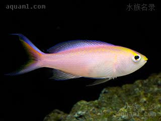 日落宝石 Pseudanthias parvirostris 小吻拟花鮨  在水族箱内容易发生褪色