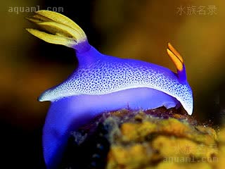 斑点紫海牛 Hypselodoris apolegma 镶边高海牛[暂] 幼体 体色多变，图为较蓝的幼体