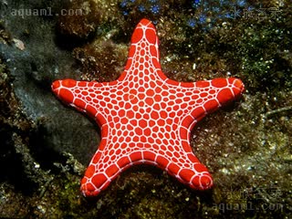 Pentagonaster duebeni 迪氏五臂海星