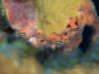 黄线青魔 Acanthochromis polyacanthus 多刺棘光鳃鲷 仔稚鱼 唯一一种没有浮游期的雀鲷，也是罕有的亲鱼会护苗的雀鲷