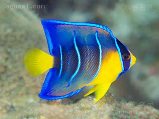 女王神仙 Holacanthus ciliaris 额斑刺蝶鱼 幼鱼(2) 背鳍臀鳍末端开始变尖，身体中后的亮蓝色条纹变细