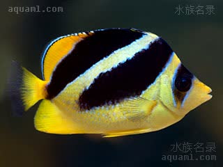 Chaetodon mitratus 僧帽蝴蝶鱼