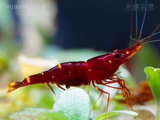 Caridina spinata Caridina spinata var.yellowcheek  (苏拉威西黄颊虾)