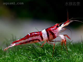 可乐虾 Caridina woltereckae 沃特芮珂氏米虾[暂]  偏暗红个体