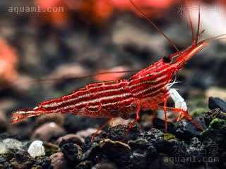 苏拉威西木纹虾 Caridina striata 线纹米虾[暂] 雌虾 抱卵状态